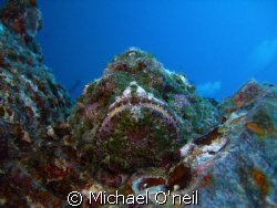 Devil Scorpion on the Sea Tiger by Michael O'neil 